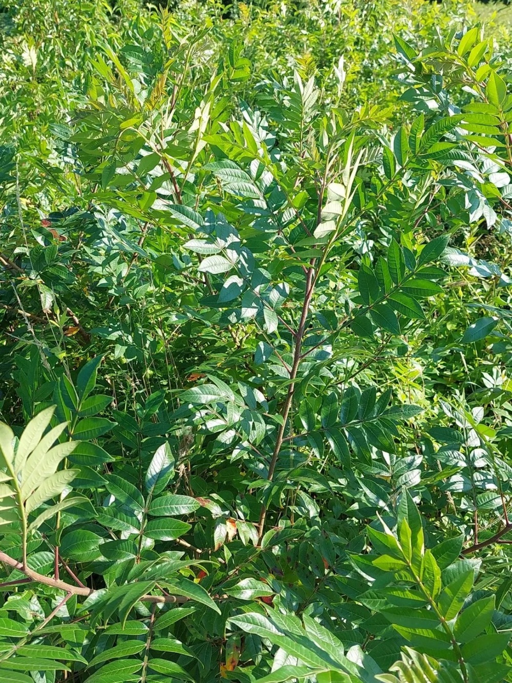 Organic winged sumac- 2oz dried leaves from yellow flower farm
